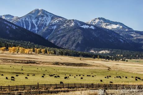 Cattle outside of Joseph in front of the Wallowa Mountains